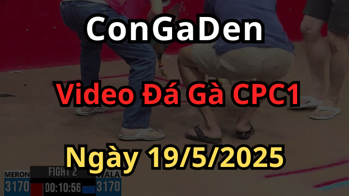Xem đá gà trực tiếp thomo cpc1 ngày 19/5/2025